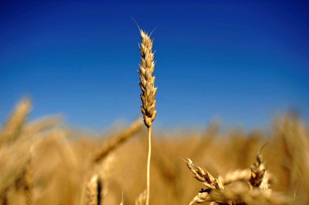 Sécurité alimentaire: Kiev appelle à l'aide Bruxelles, Paris veut une planification agricole européenne