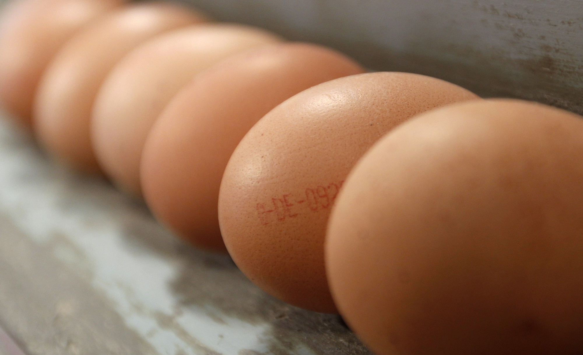 Agroalimentaire: C'est qui le patron?! redistribue ses rentrées exceptionnelles