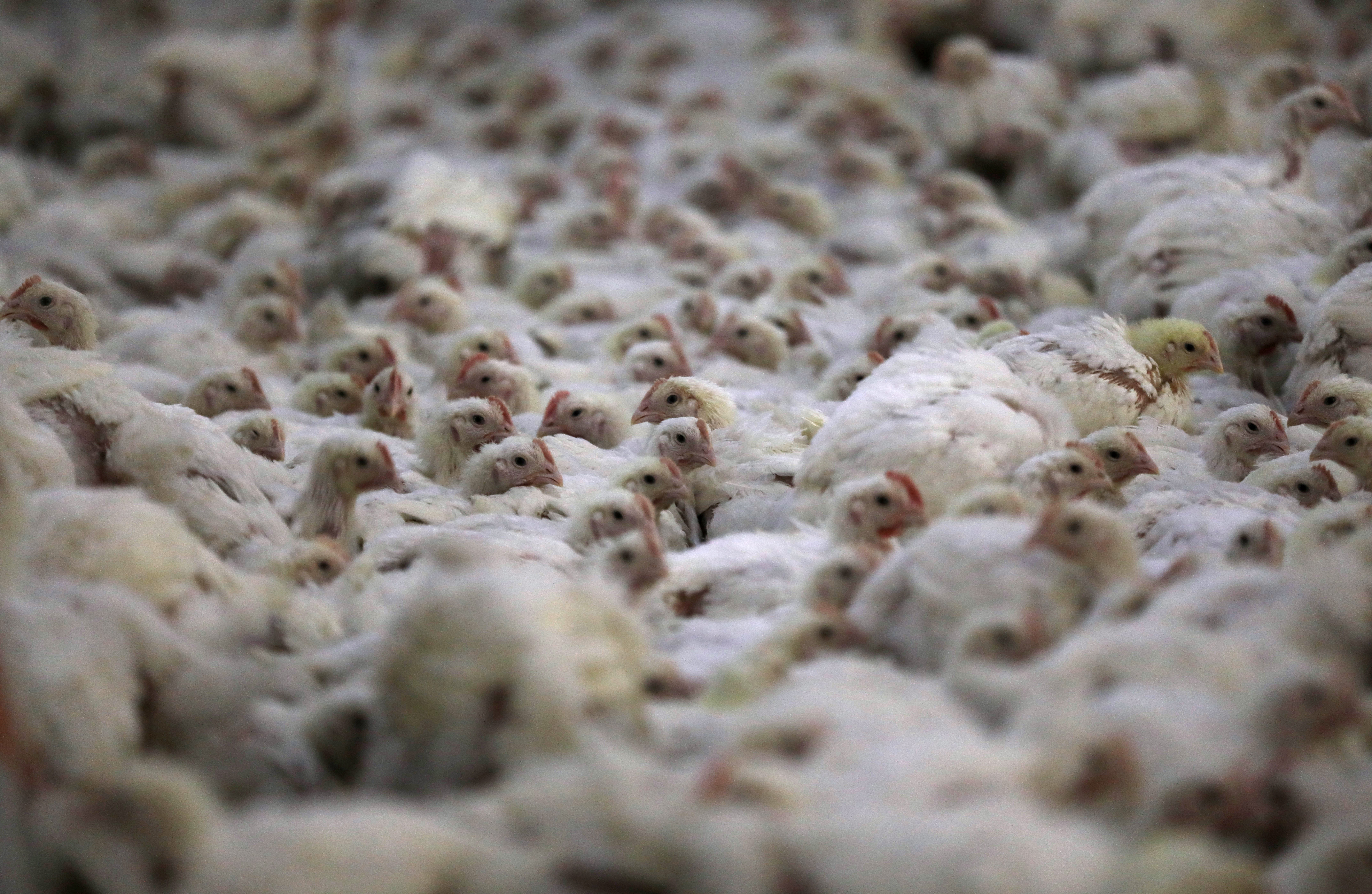 Céréales et poulet d'Ukraine : Bruxelles consent à proposer des « mesures de sauvegarde » pour limiter les importations