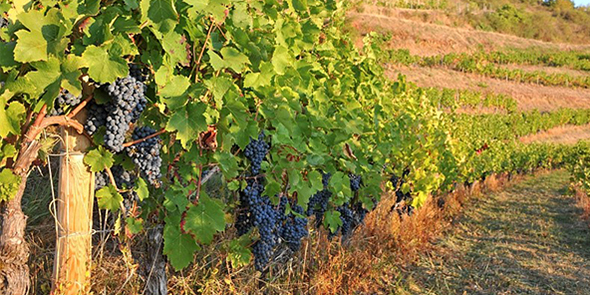 Viticulture : pourquoi la certification HVE tourne au vinaigre