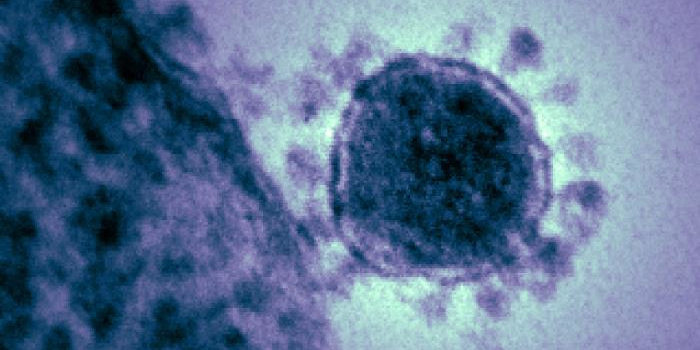 L'action des coronavirus sur notre corps... et les risques attendus