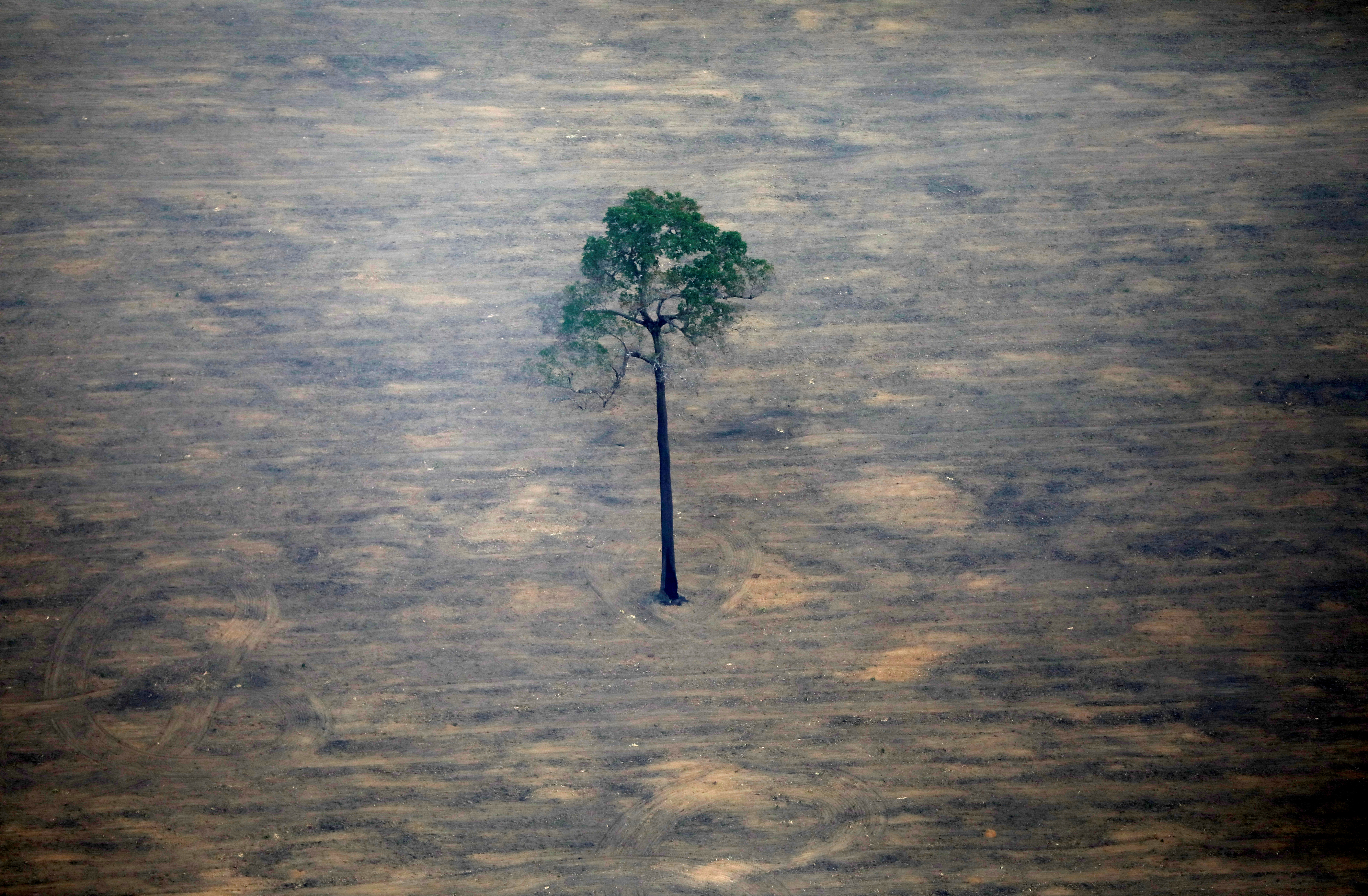 La déforestation stoppée en moins de dix ans, promettent les pays représentant 85% des forêts mondiales