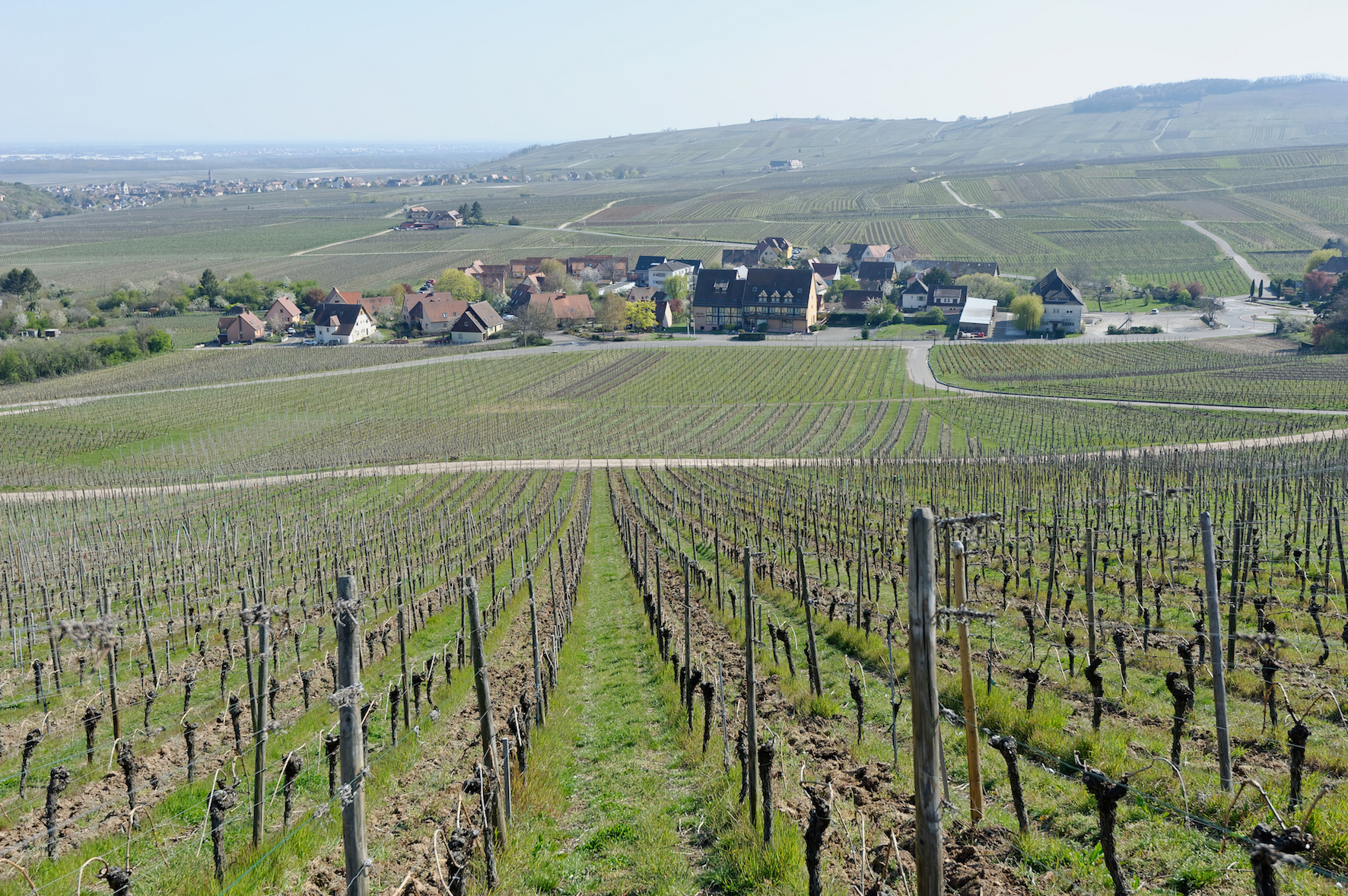 Vins d'Alsace : faire table rase des racines allemandes (2/3)