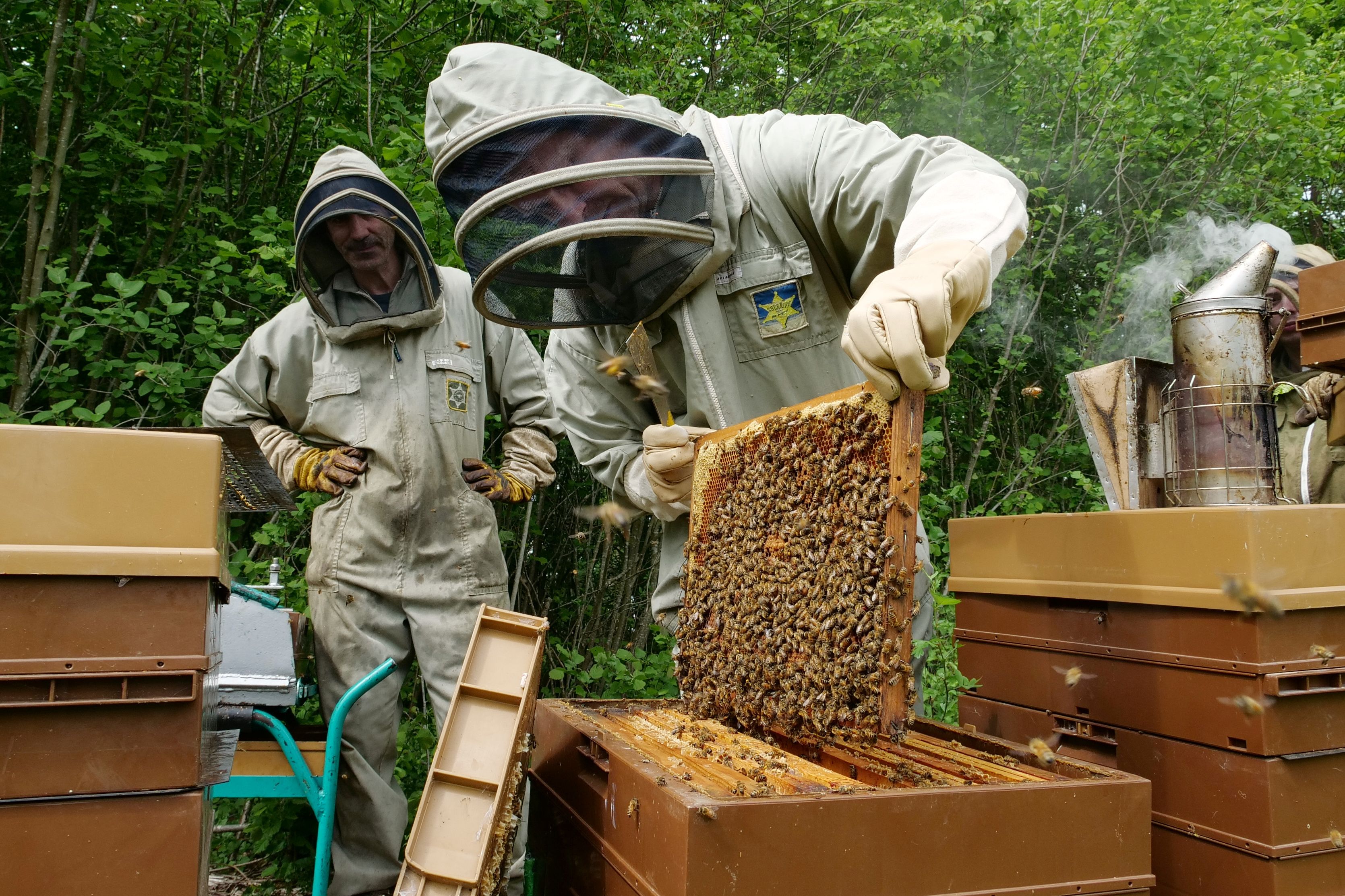 Miel : les apiculteurs font grise mine, les récoltes plombées par un printemps très pluvieux