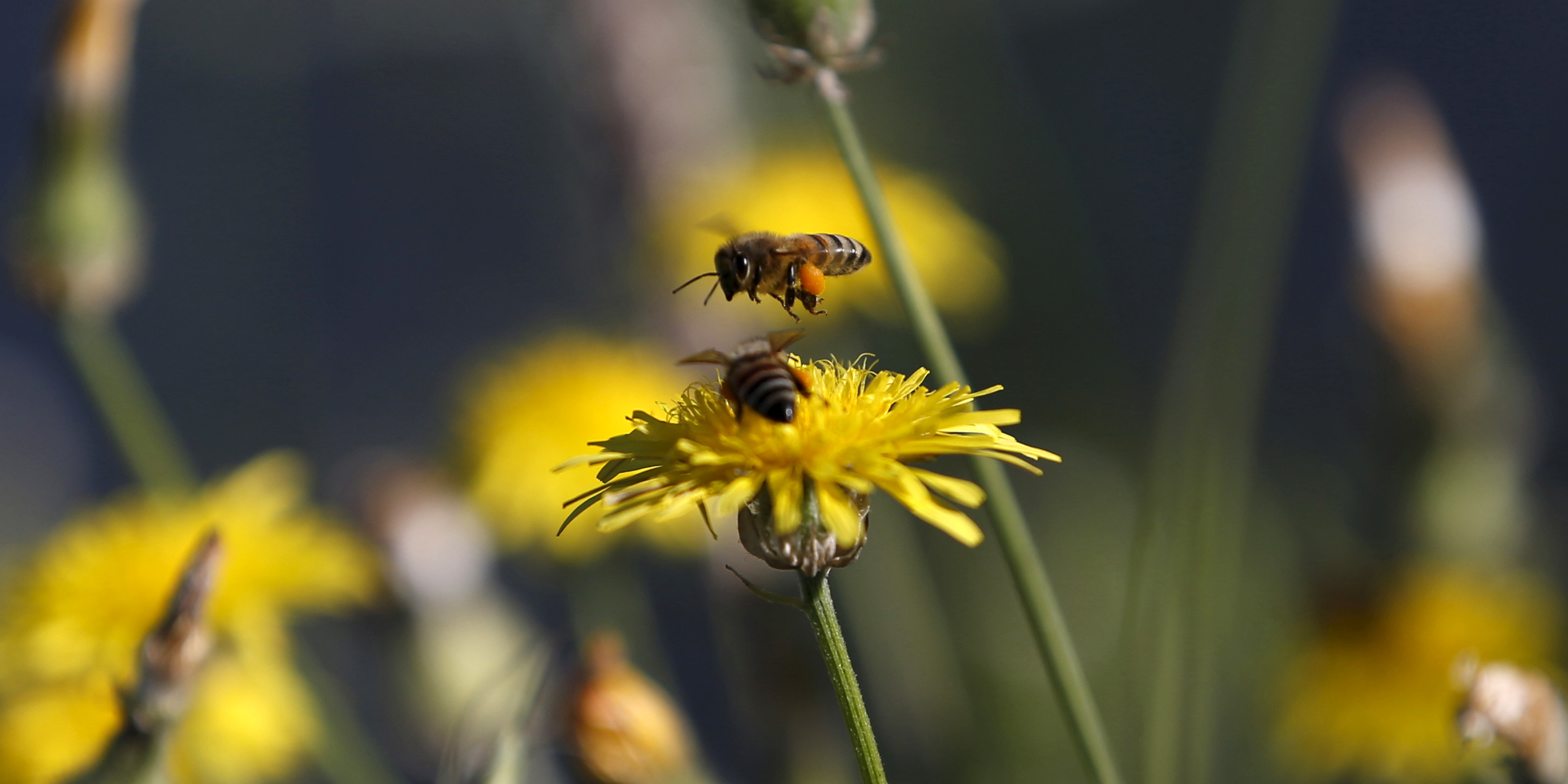 Bruxelles s'engage pour la biodiversité et une alimentation de qualité