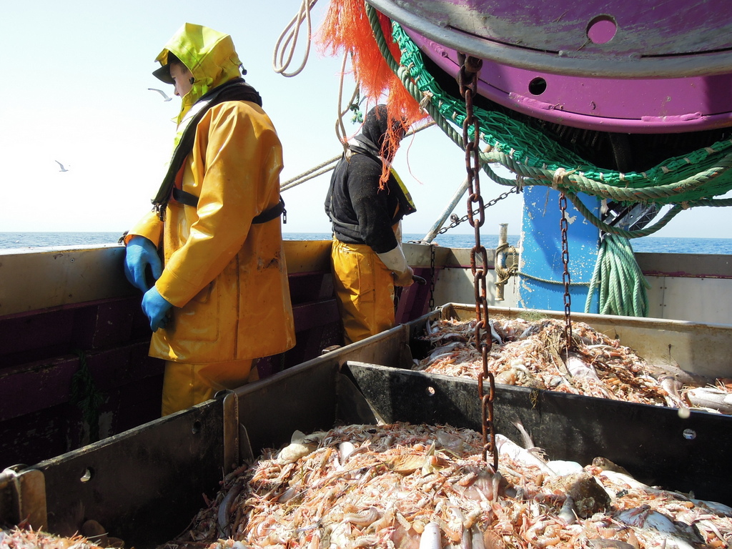 En 2024, les quotas européens de pêche prendront en compte des espèces menacées, une première