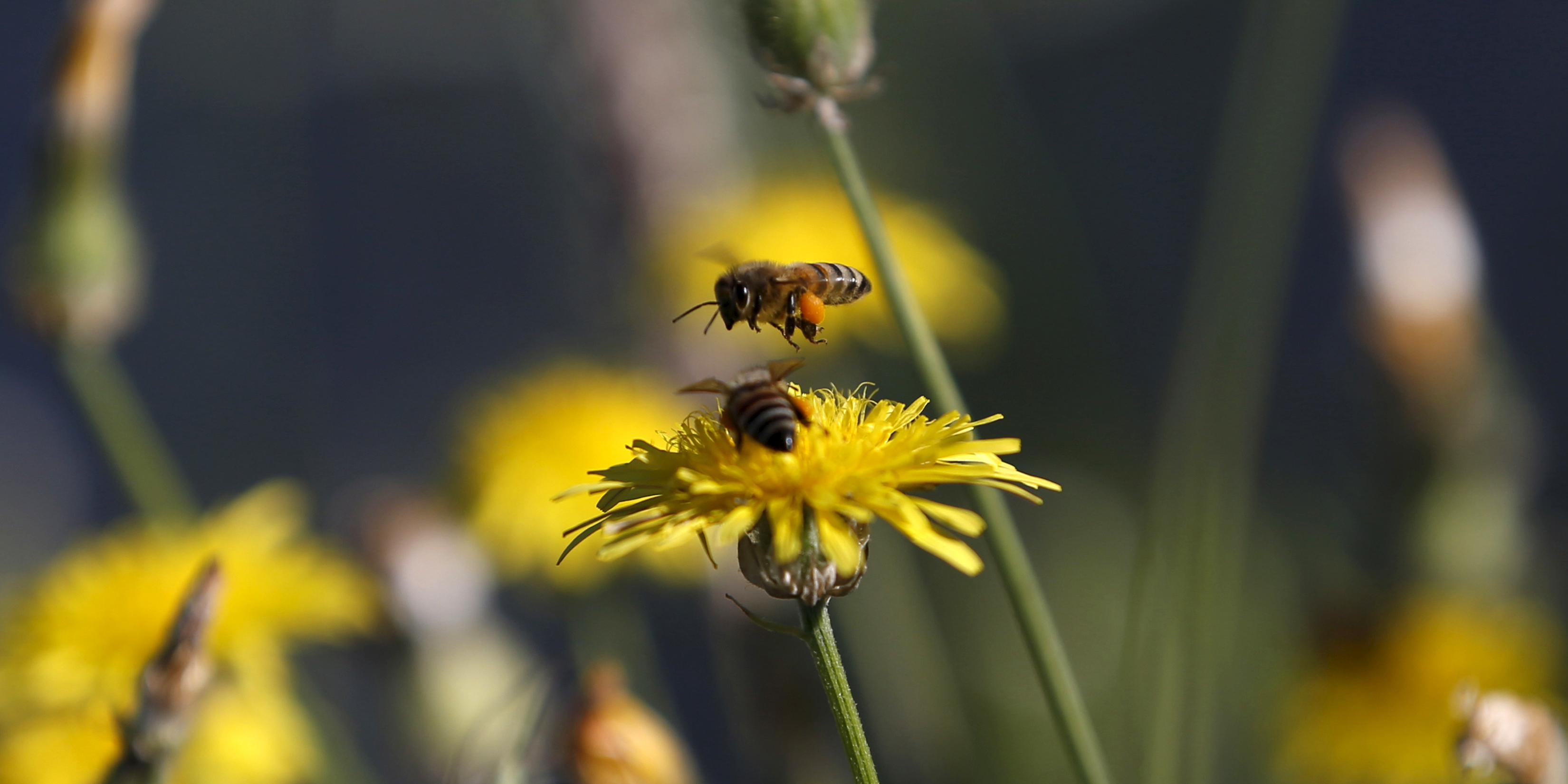 Suspens sur les prolongations de la COP biodiversité