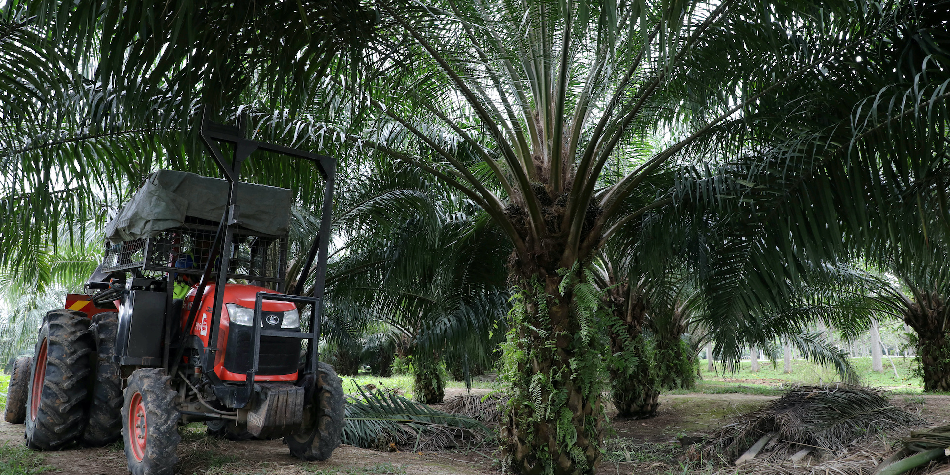 Le deuxième producteur malaisien d'huile de palme interdit aux Etats-Unis