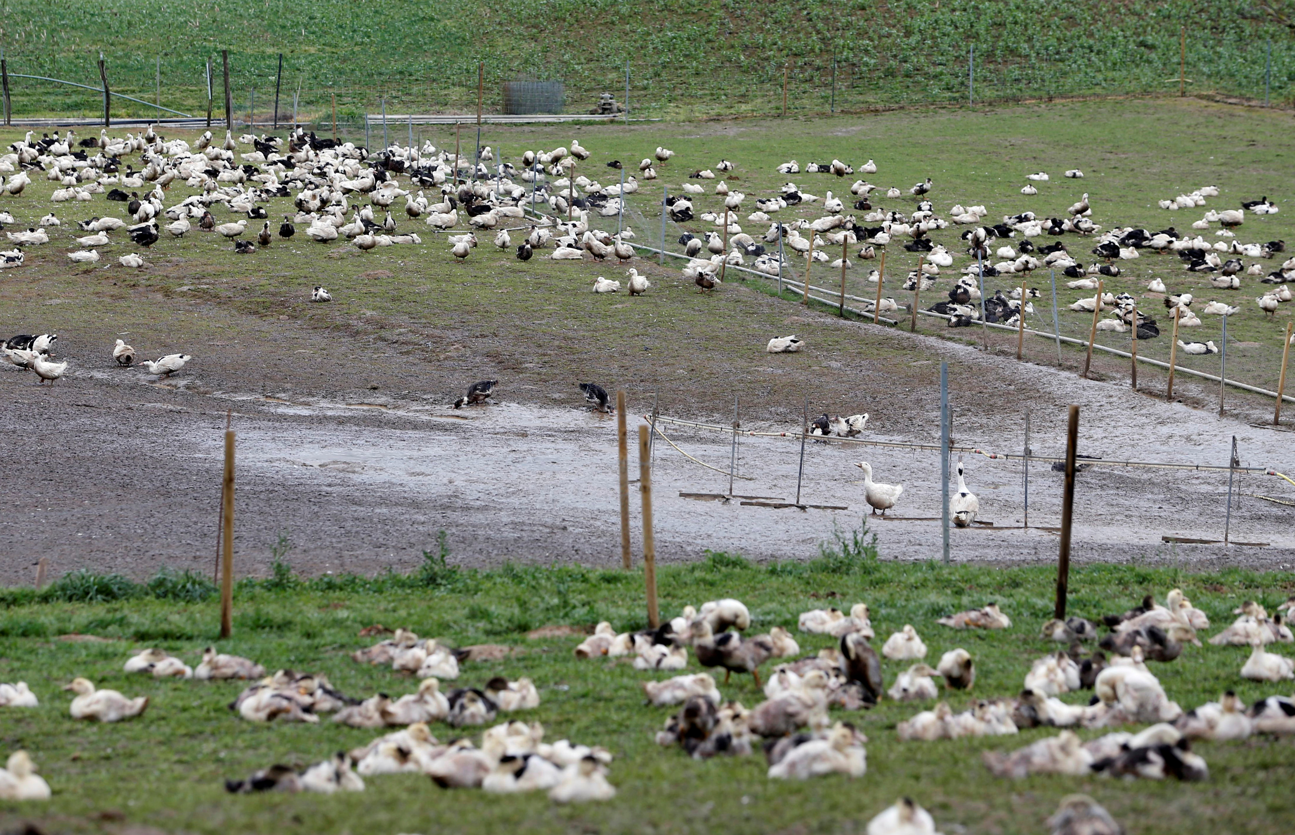 Influenza aviaire : la France passe en niveau de risque « élevé », danger sur le foie gras pour Noël ?