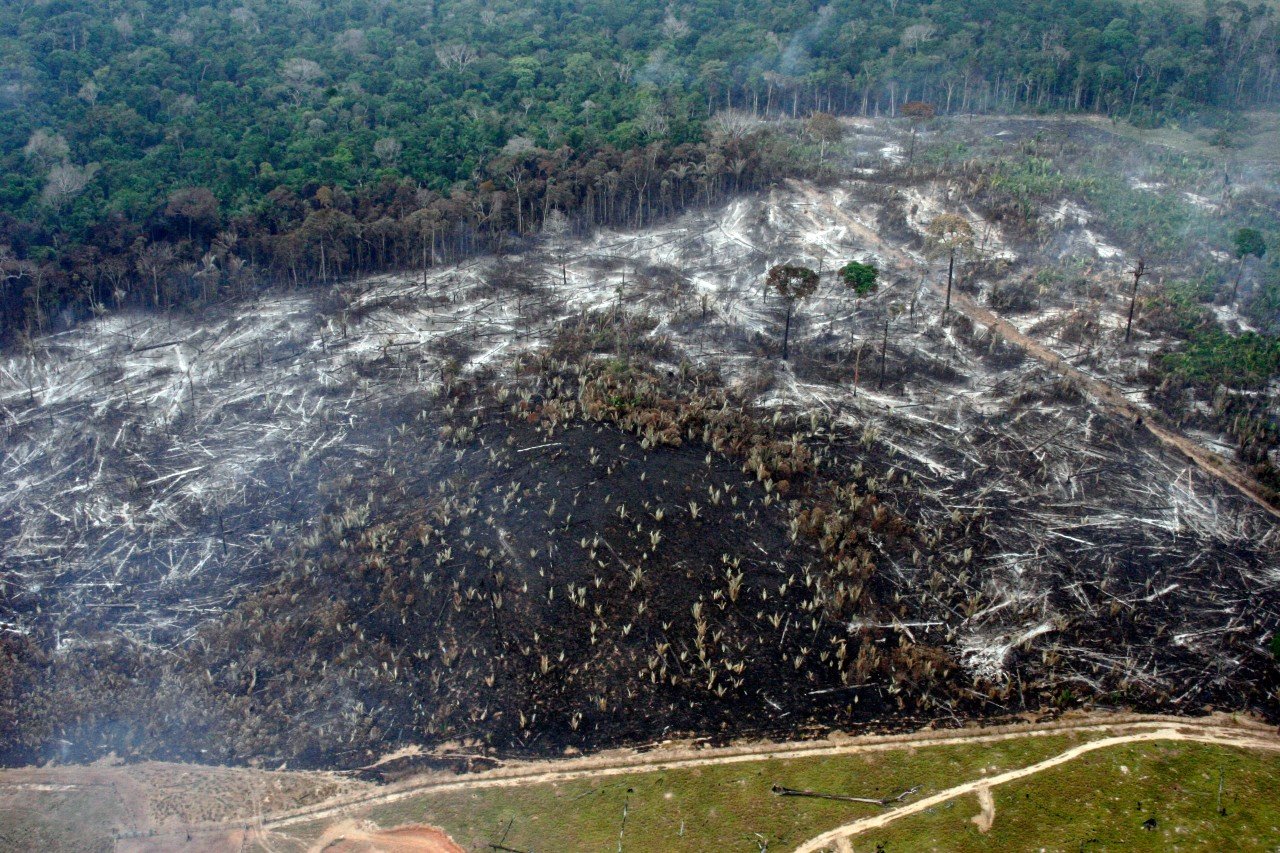 Biodiversité: malgré les promesses, la déforestation avance