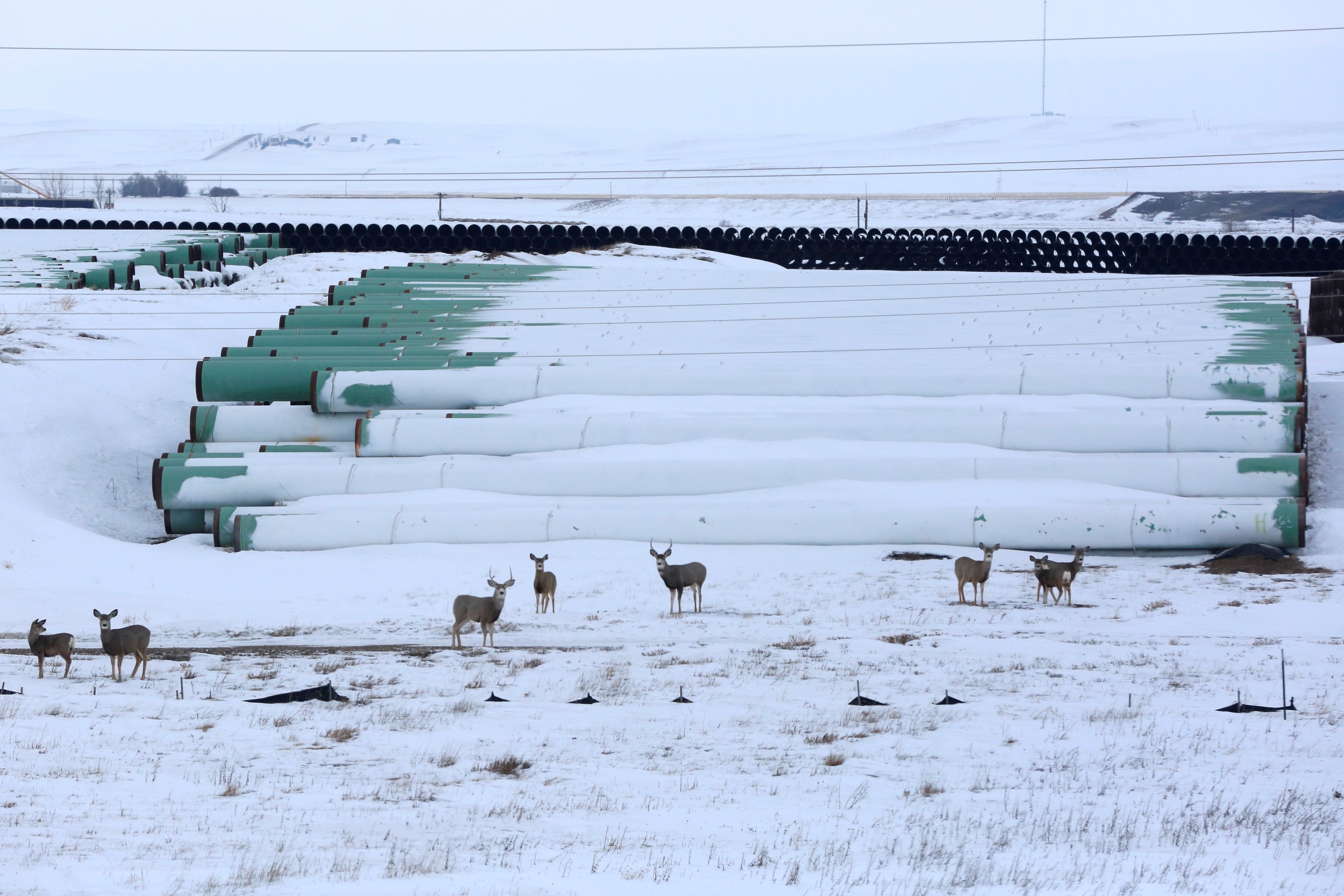 Pétrole : Keystone XL, le projet d'oléoduc abandonné et controversé que Trump veut reprendre