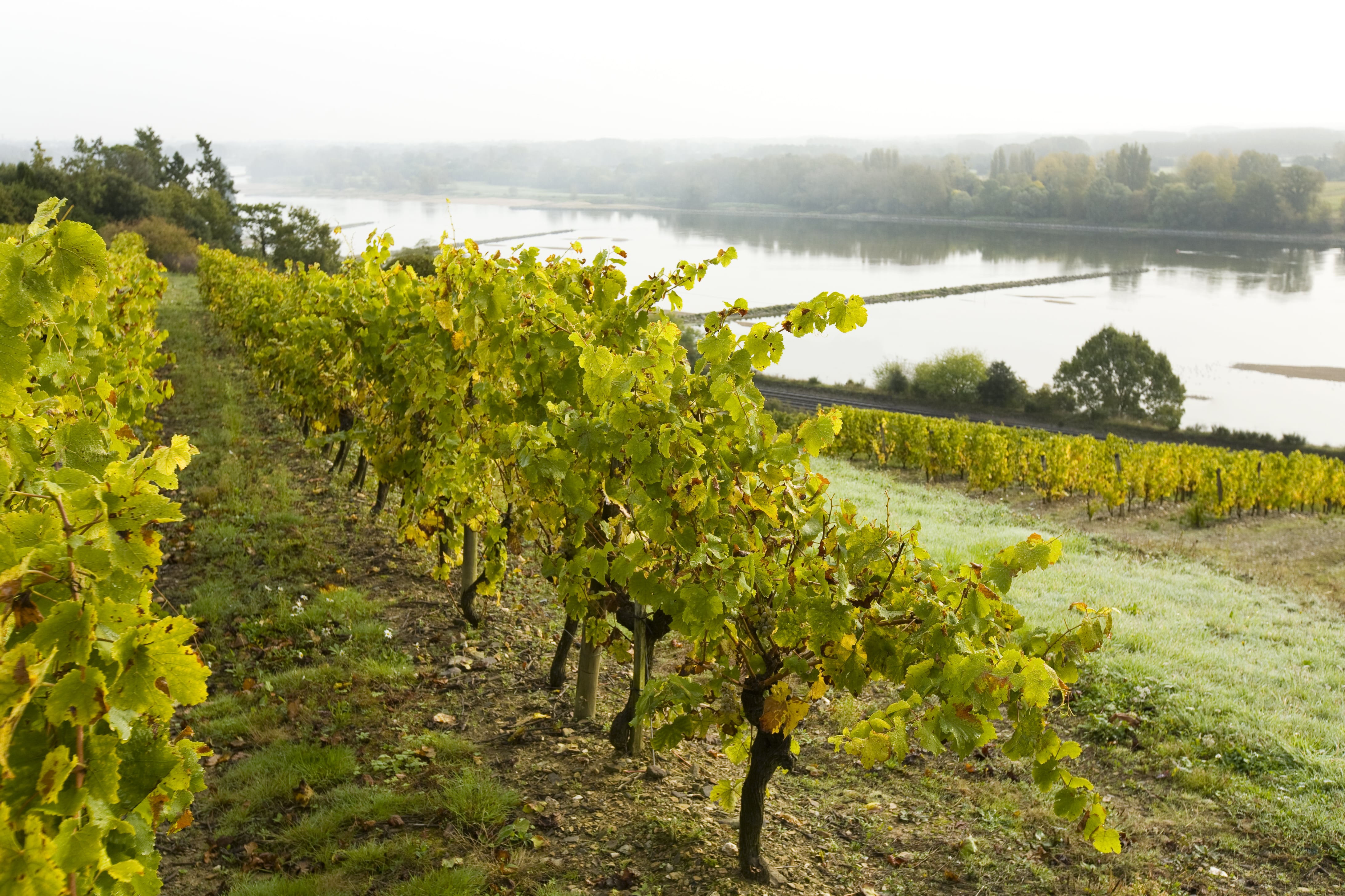 Taxe américaine : les vins de Loire font le gros dos