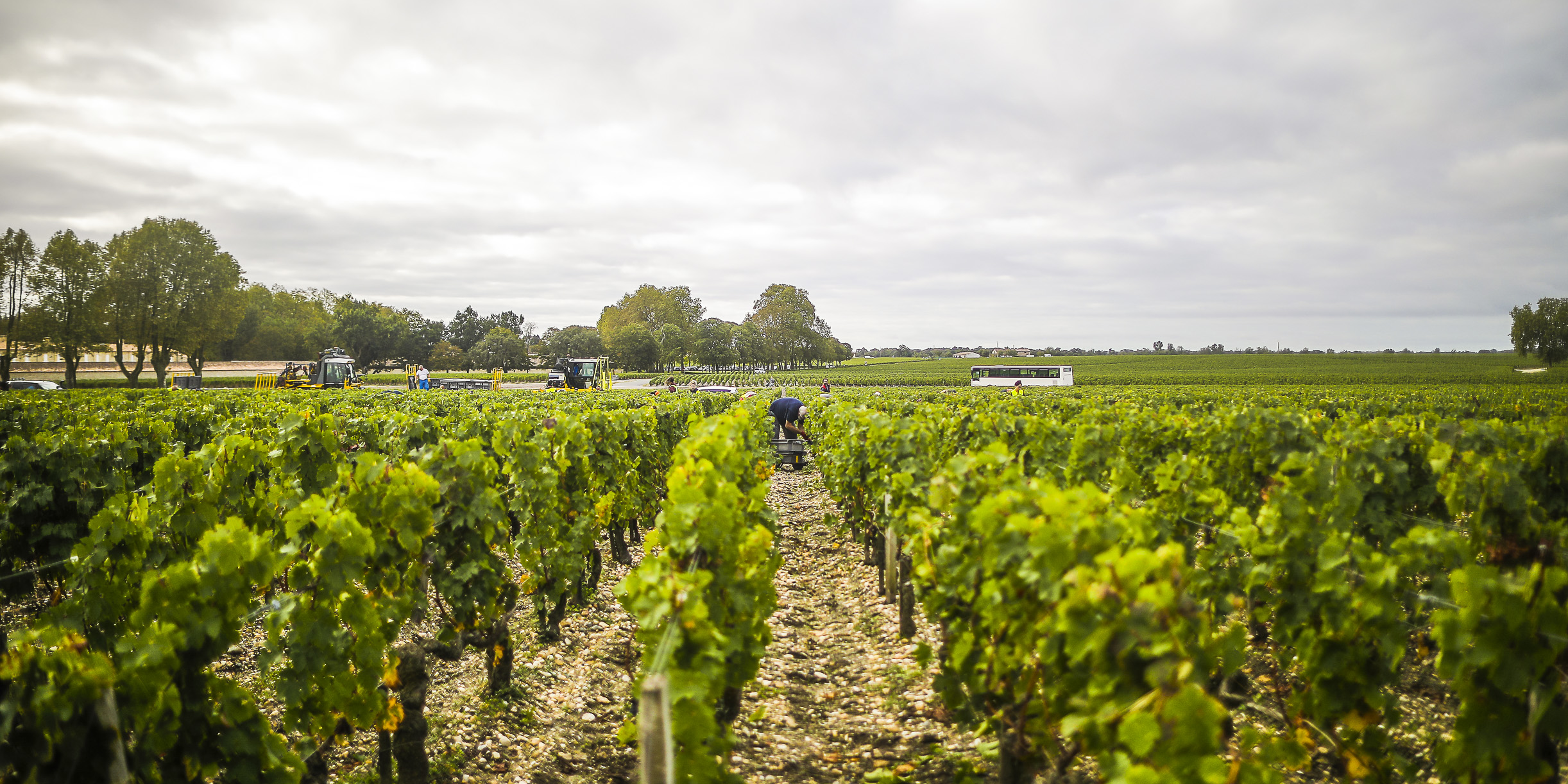 Vin de Bordeaux : pourquoi le verdict de Libourne pourrait changer la perception sur le label HVE