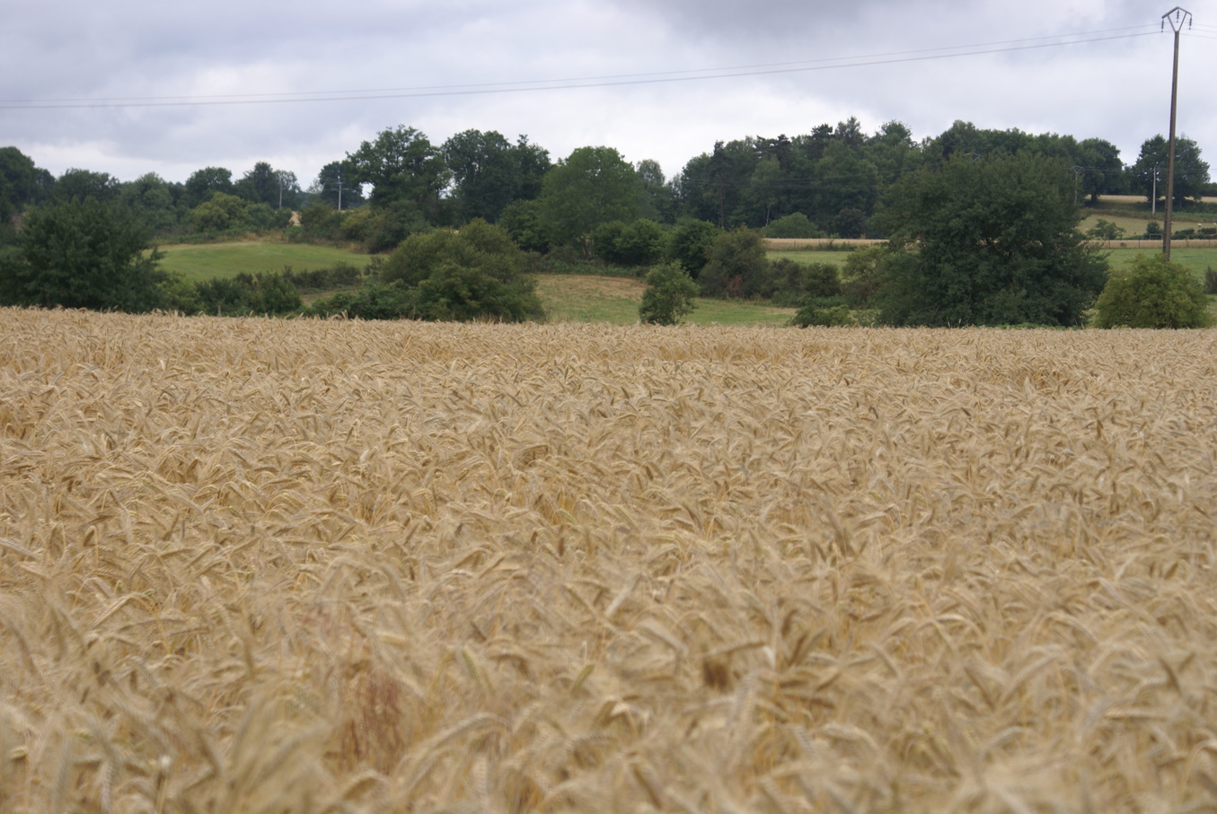 En Auvergne, des agriculteurs collaborent avec Météo France pour s'adapter aux risques climatiques