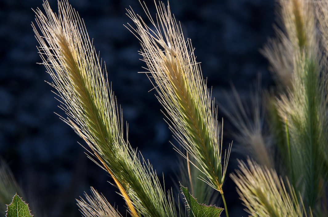 Spécialiste des biosolutions en agriculture, Koppert France veut diversifier ses marchés