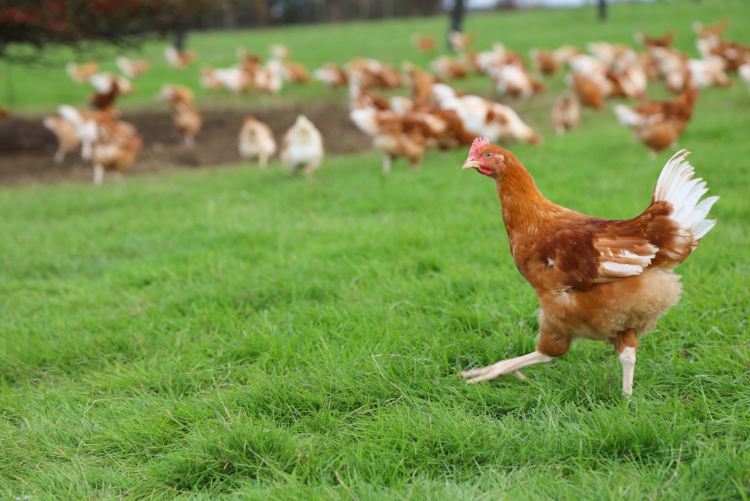 Les poulets de Nature de France carburent au 100% bio