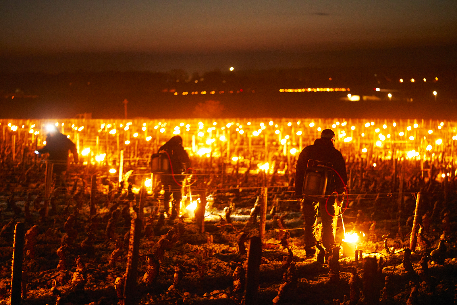 Vins de Bourgogne : 50% de la récolte perdue à cause du gel