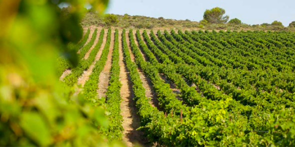 Avenir de la viticulture : « Nous avons identifié des parcelles problématiques » (Paul Fabre, IVSO)
