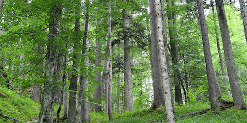 Non, les industriels ne sont pas les ennemis de la forêt