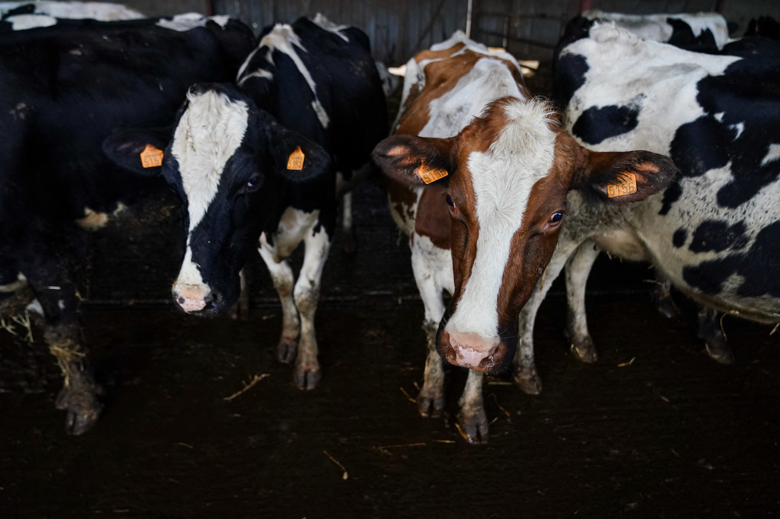 Agriculture : avec la maladie hémorragique épizootique, le gouvernement redoute un fléau pour l'élevage