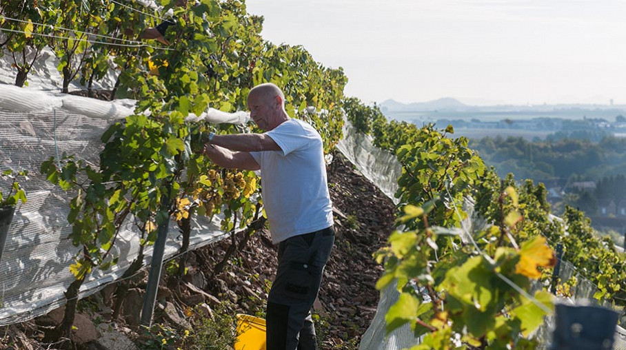Culture de la vigne dans le Nord : viti-vini chez les Ch'tis