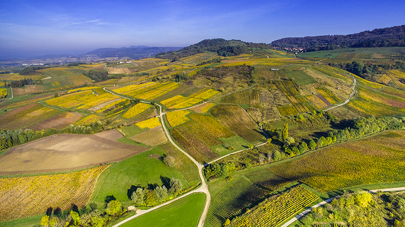 Changement climatique : les vins du Jura misent sur les anciens cépages plus résistants