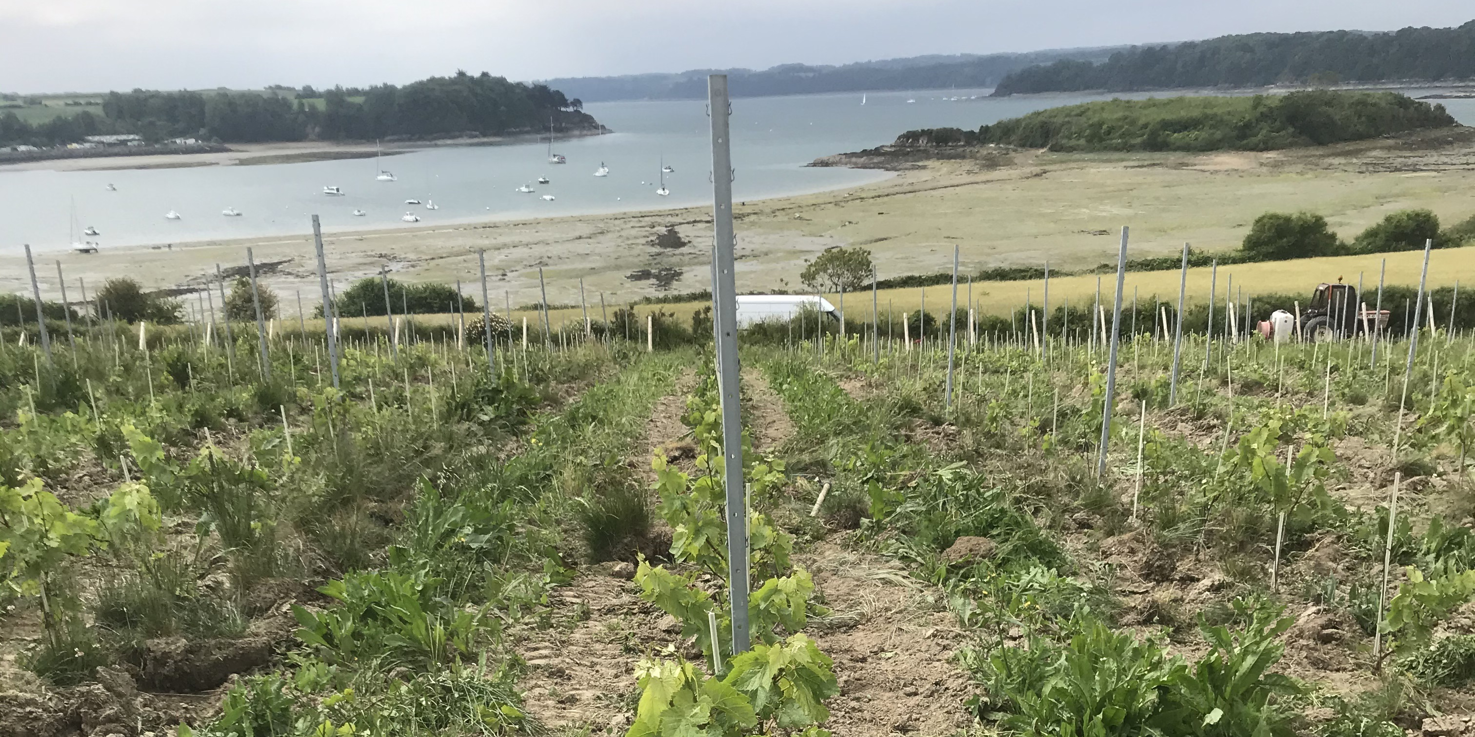 Vignobles en Bretagne : l'objectif d'un premier vin commercialisé en 2023