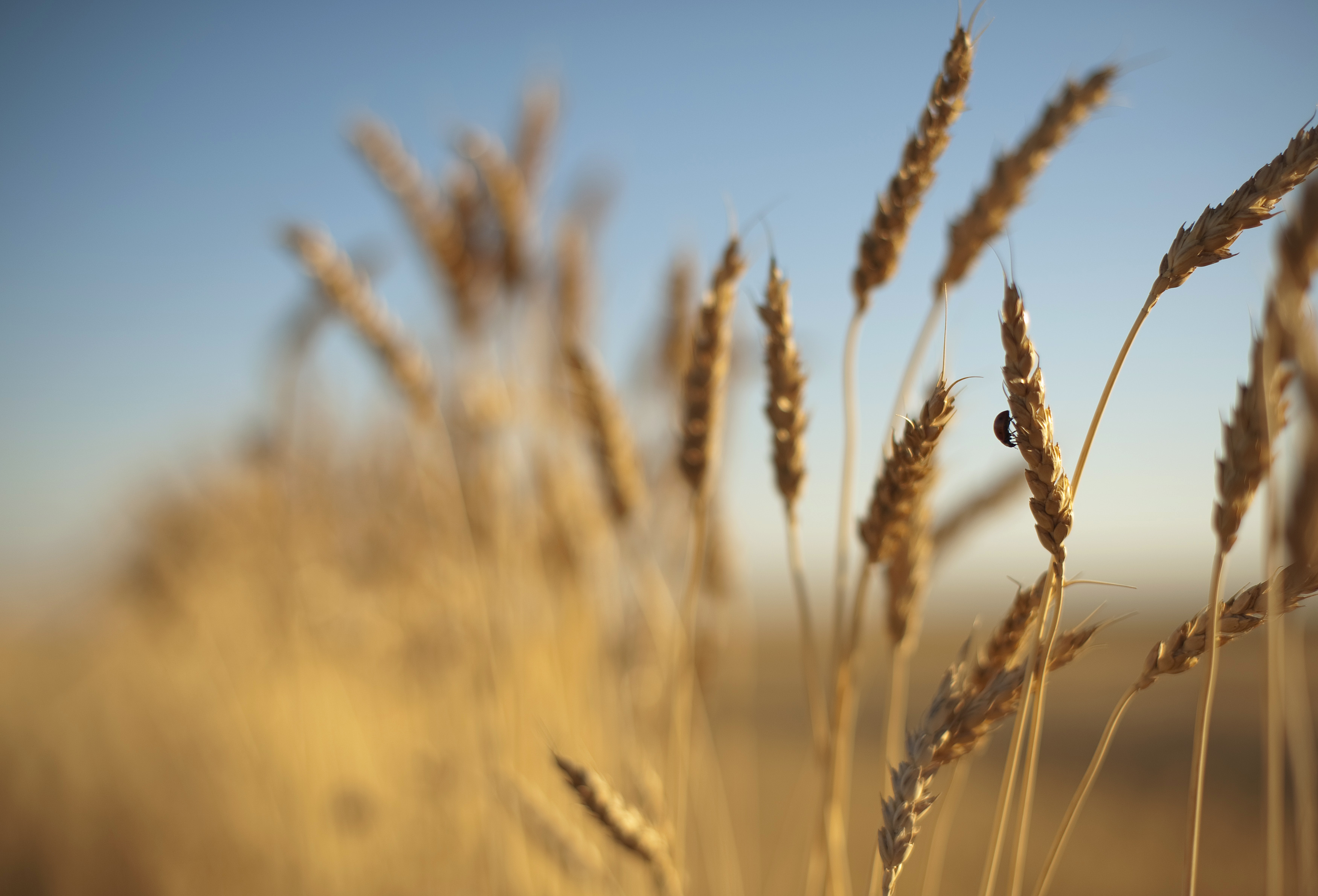 Arrêt des exportations de blé : 