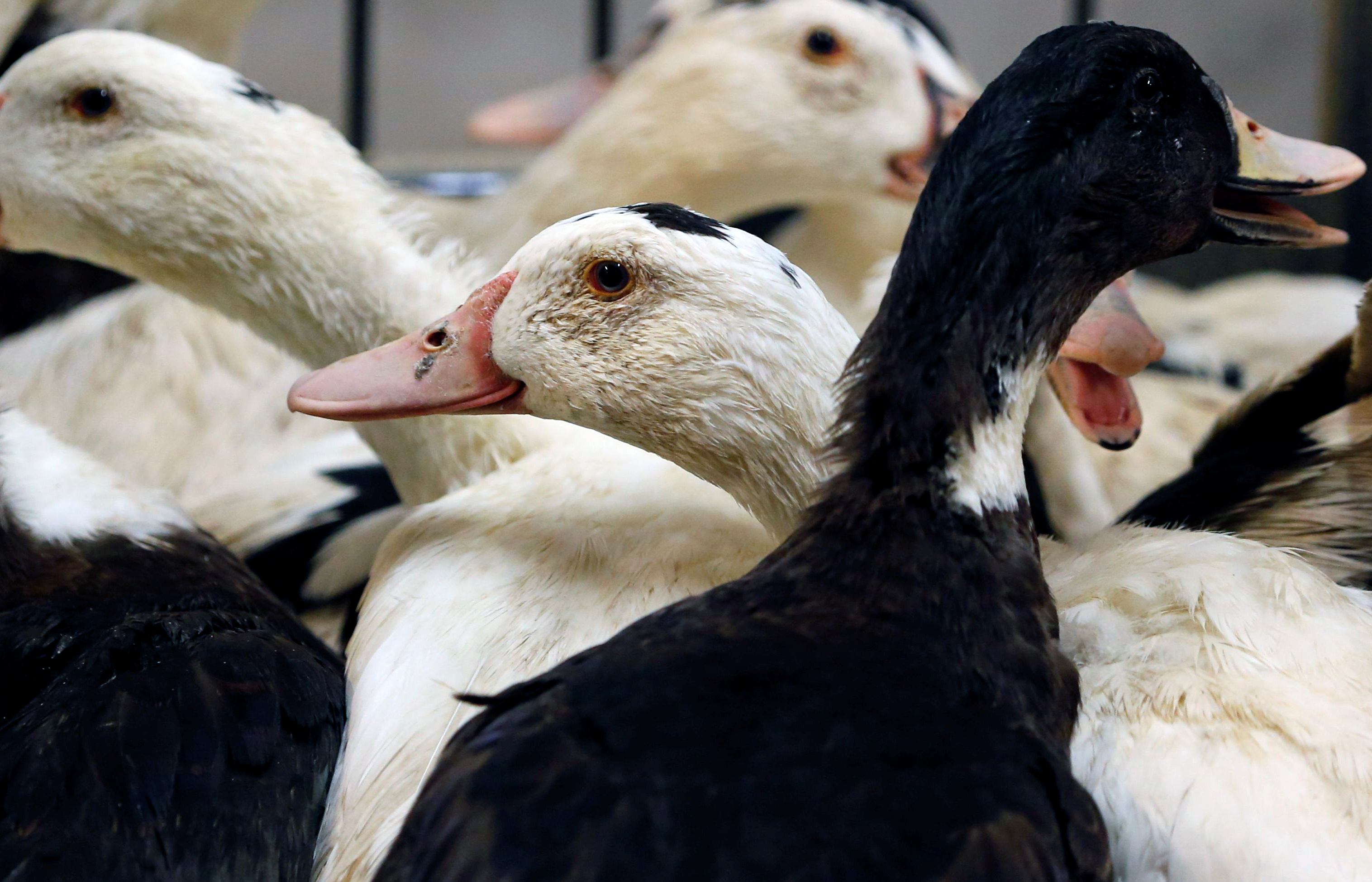Grippe aviaire: le niveau de risque a été relevé à « modéré », un foyer identifié dans le Morbihan