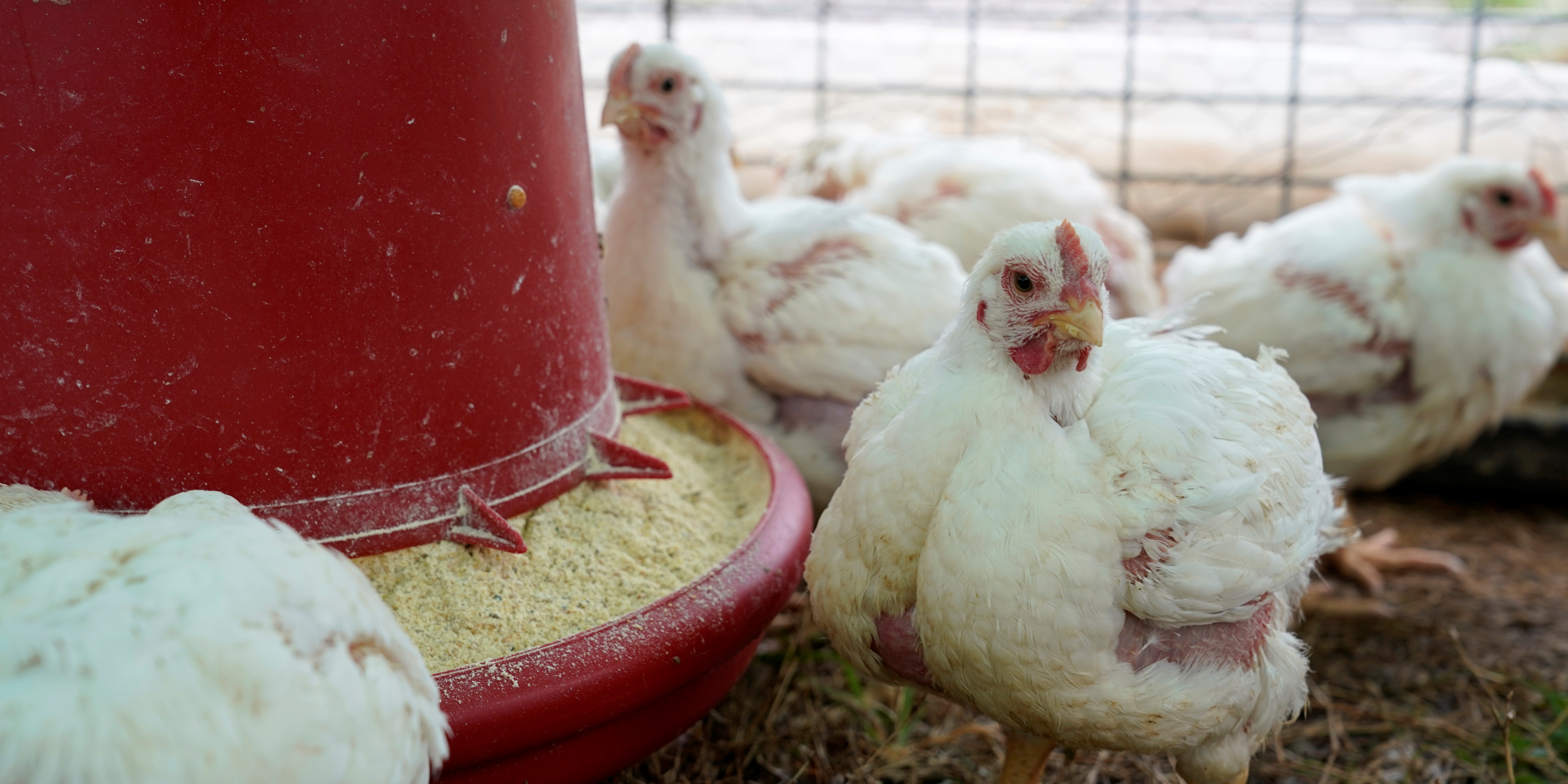 Un foyer de grippe aviaire détecté dans le département du Nord