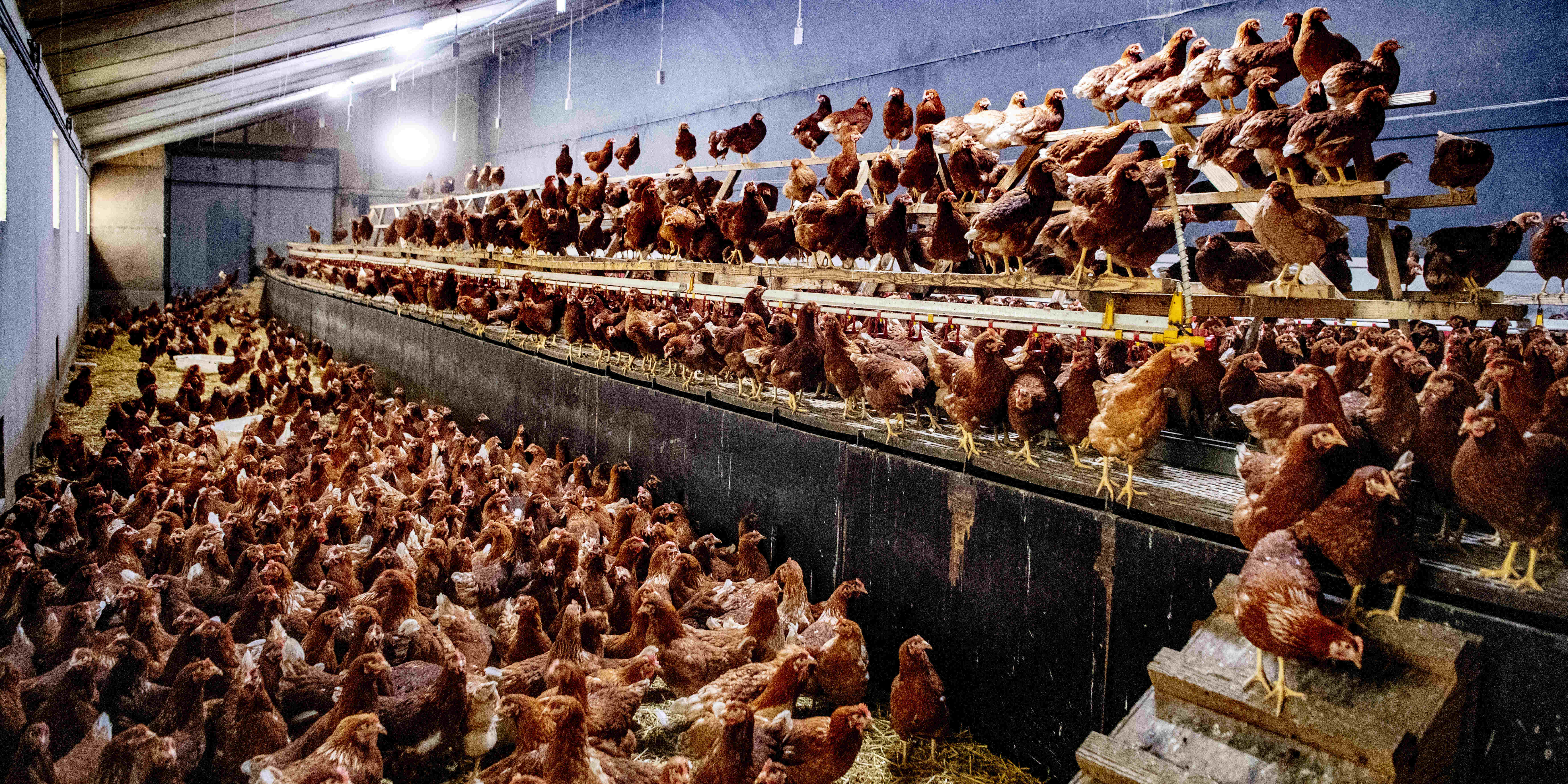 Grippe aviaire: après la terrible épizootie de l'hiver dernier, la France annonce un second foyer en Flandre