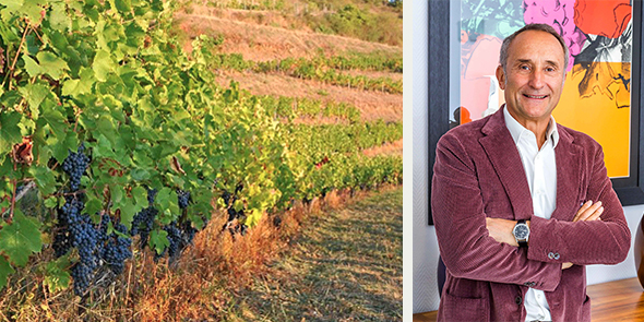 Foncier viticole : les investisseurs français en pole position dans le Languedoc-Roussillon