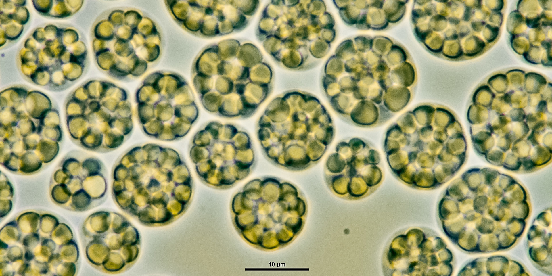 Recyclage du CO2 : CarbonWorks se dote d'un photobioréacteur pour changer d'échelle