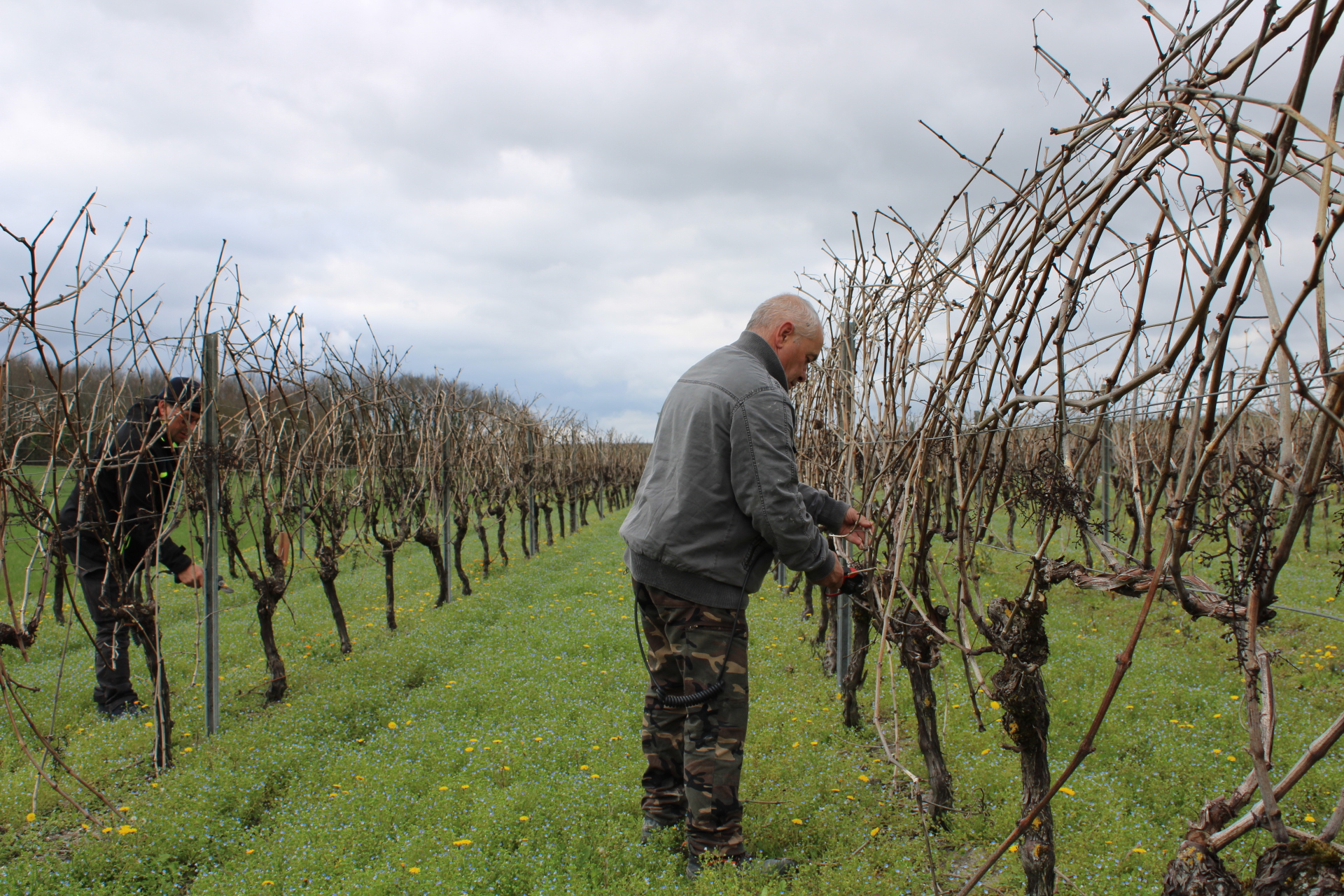Pourquoi ce viticulteur de 60 ans n'a pas encore transmis son