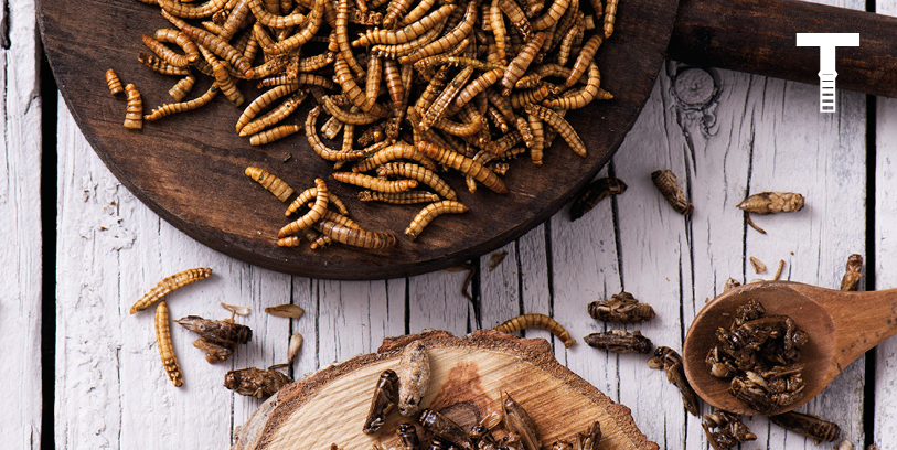 Comestible : 10 insectes que vous ne pensiez pas !