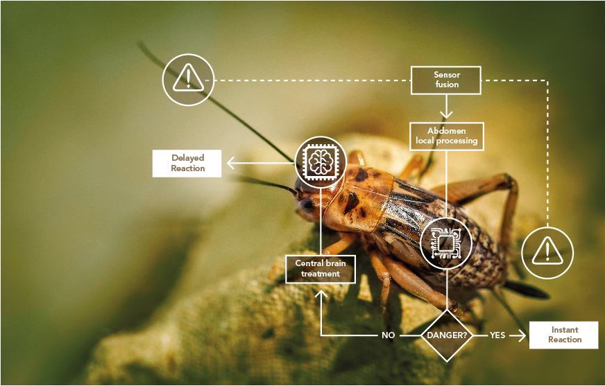Bio-inspiration. Quand les crickets inspirent une chercheuse du CEA pour concevoir des mémoires sur silicium