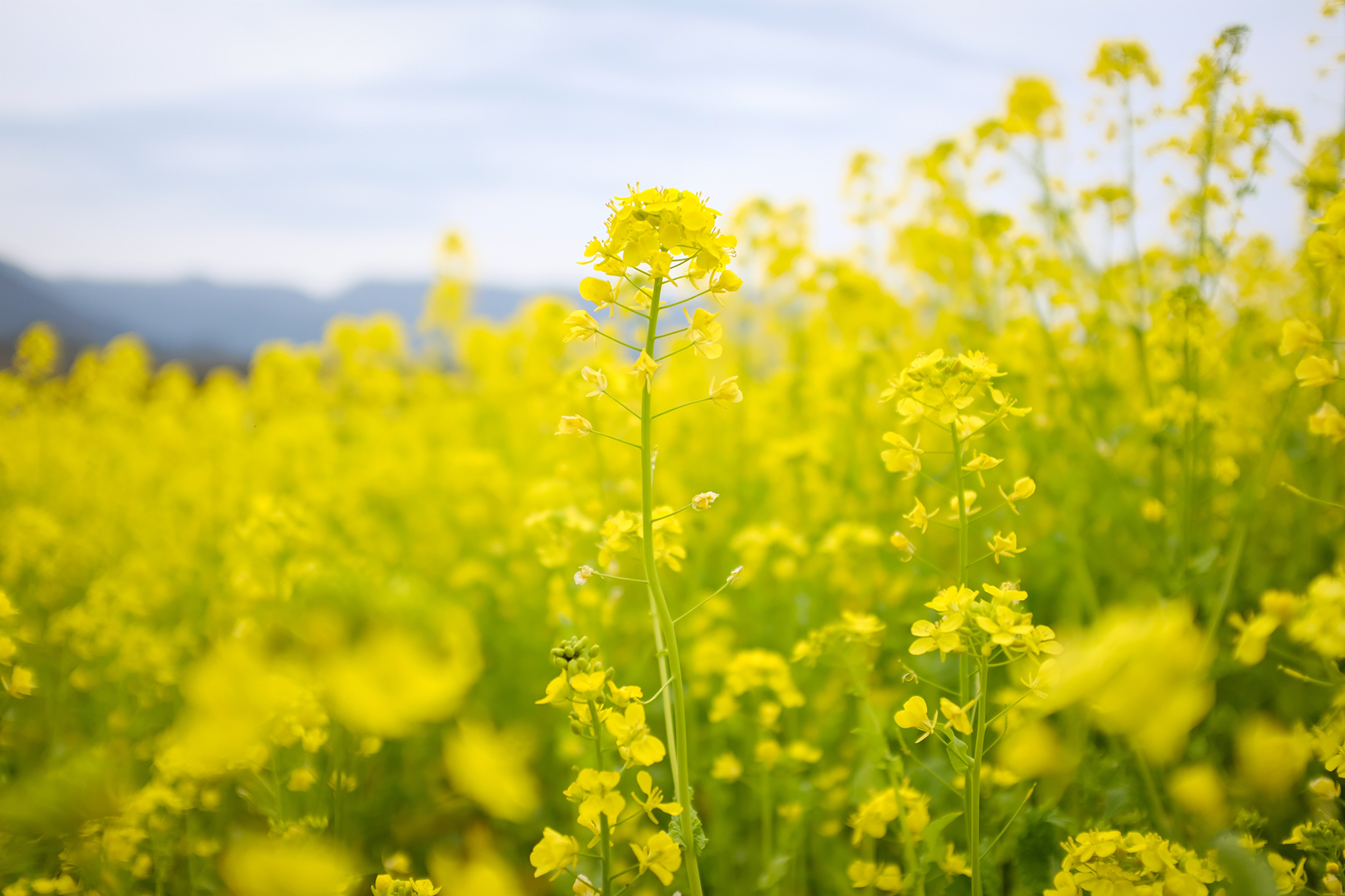 La moutarde de Dijon, bientôt un luxe ? Les agriculteurs ukrainiens ne pourront pas dépanner la Bourgogne
