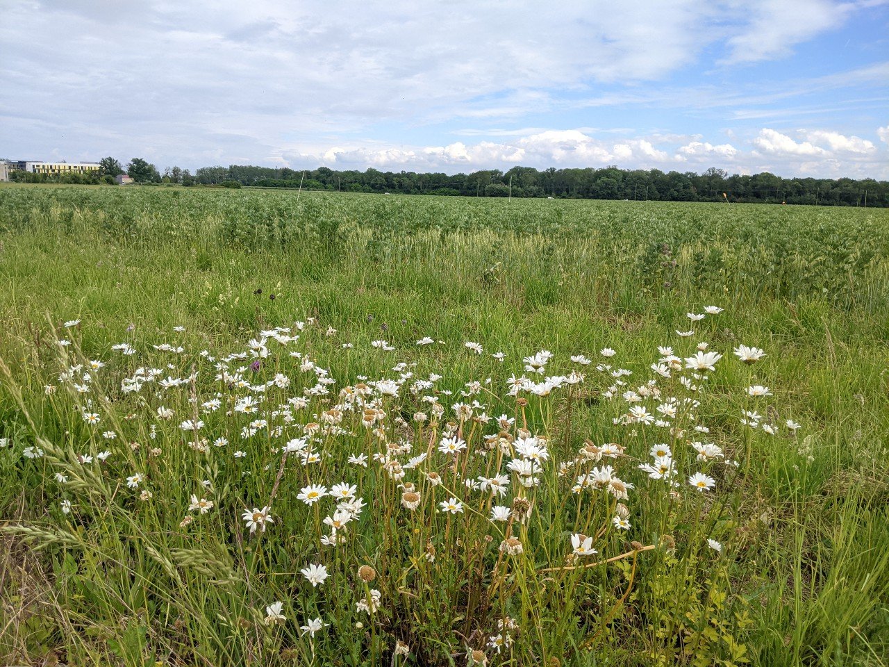 Agriculture sans pesticides: à Dijon, l'Inra teste des pratiques de rupture