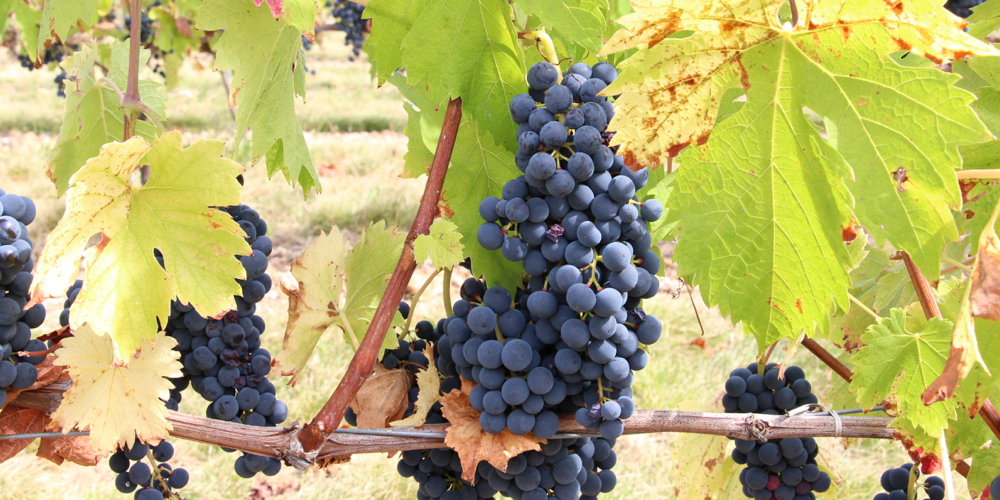 Opération sauvetage : la collection de vignes de l'INRAE transférée à Gruissan