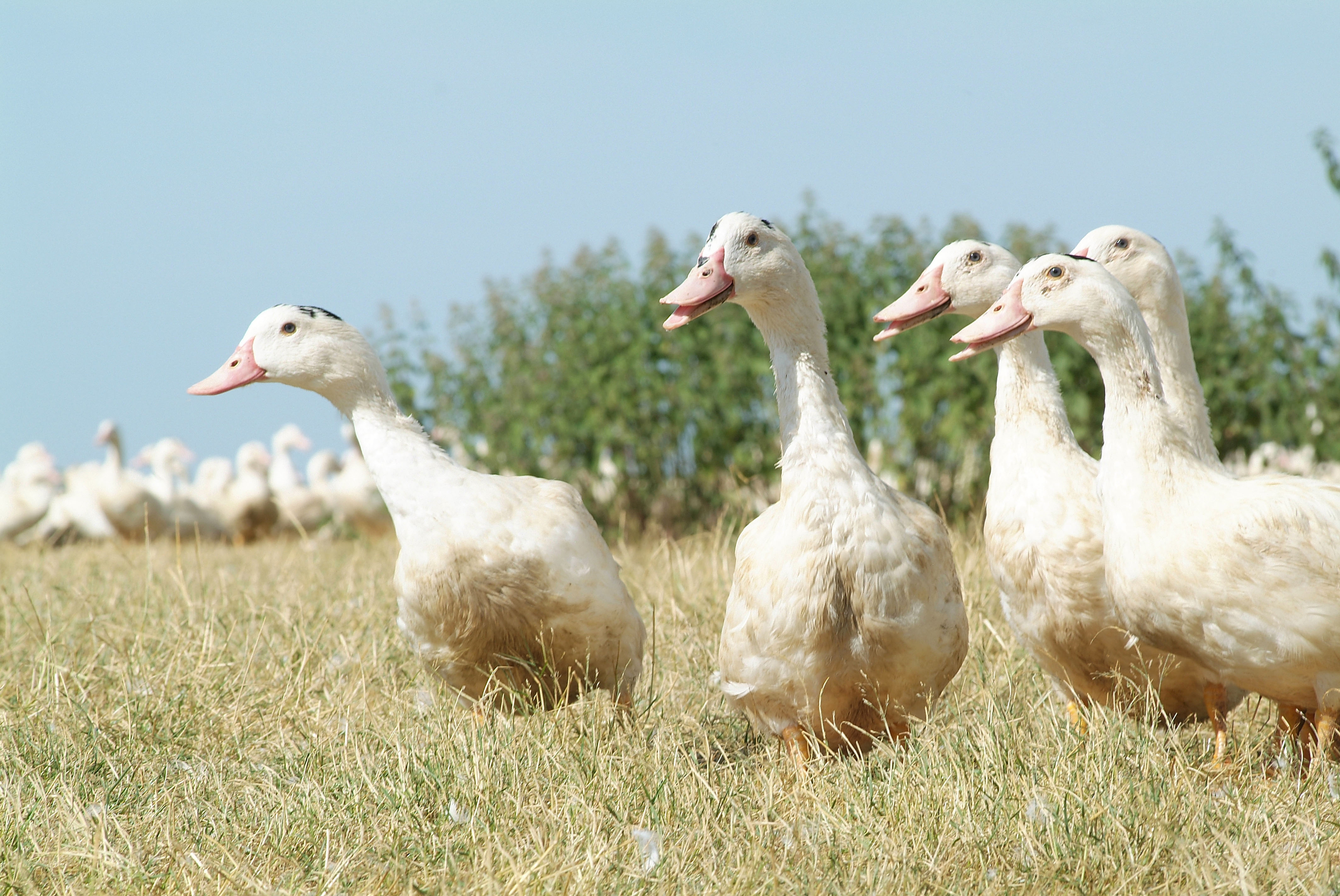 Foie gras : le producteur vendéen Ernest Soulard redémarre et met le cap sur les fêtes de fin d'année