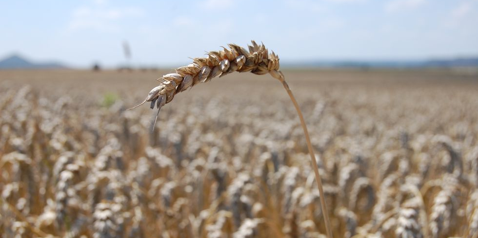 Les greniers à blé russes seront bien remplis cet hiver : la production record de céréales en Russie