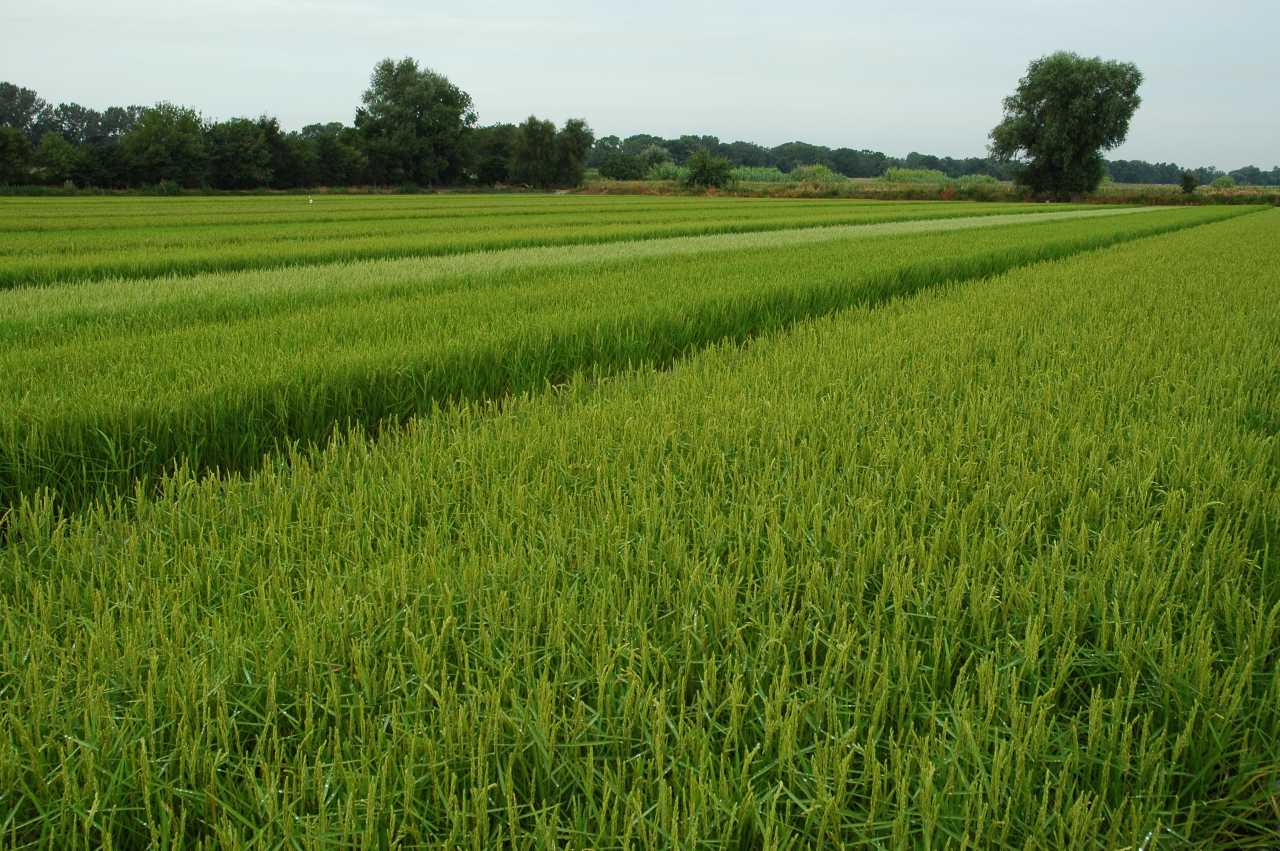 Pourquoi l’herbicide Avanza, utilisé en riziculture, sème le trouble en Camargue