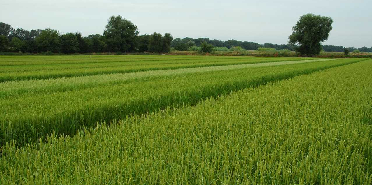 Pénurie de riz : une opportunité pour la filière rizicole gardoise ?