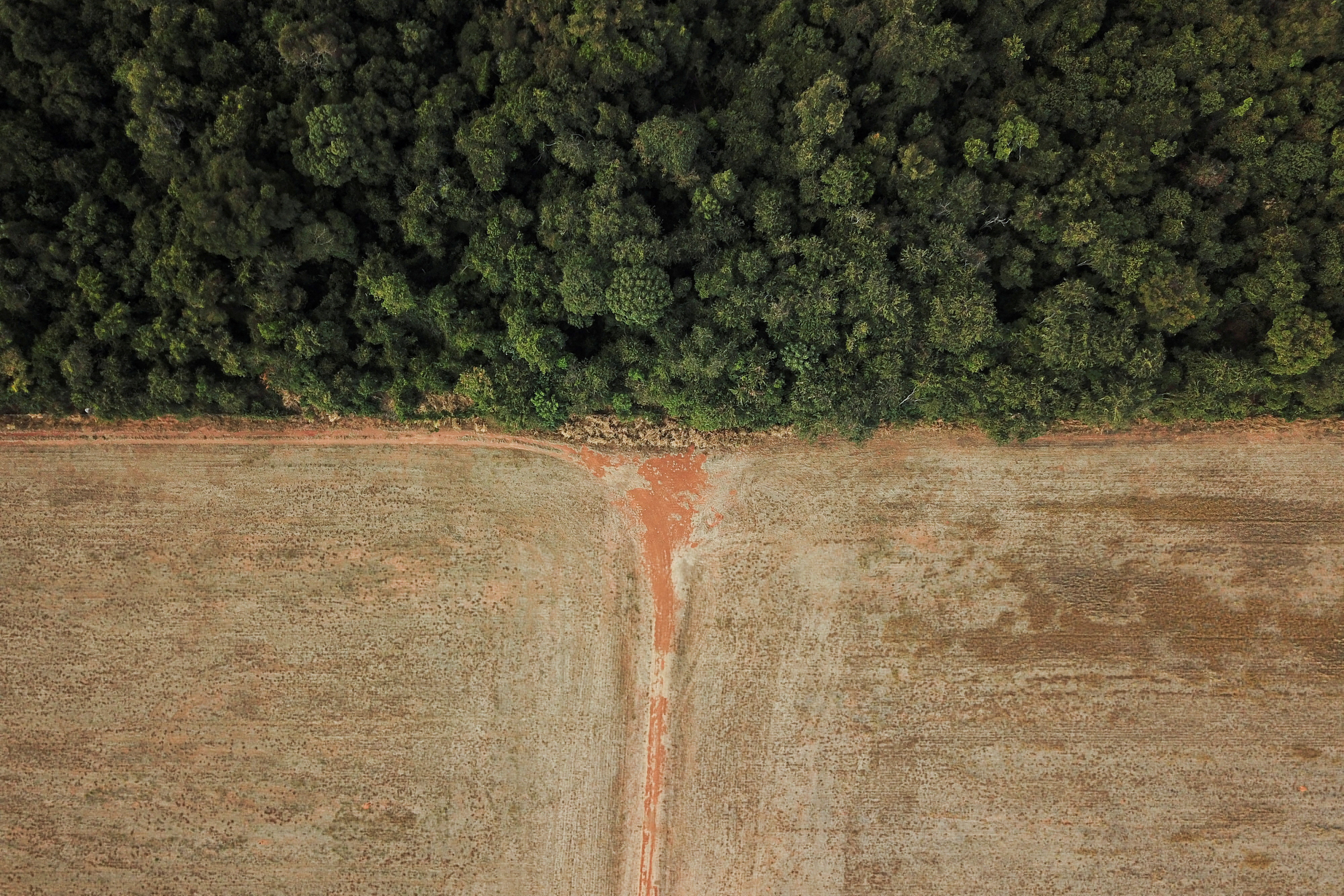 Convertir l'Amazonie à la croissance verte rapporterait 8 milliards de dollars par an au Brésil, prétend une étude