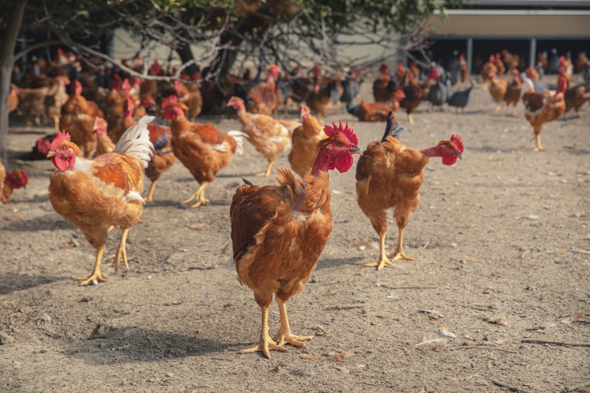 Grippe aviaire : le casse-tête de la vaccination des volailles