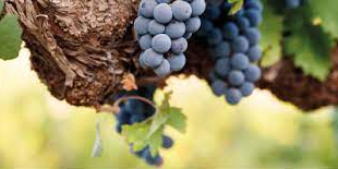 Comment des molécules de la vigne peuvent contribuer à limiter la dégradation d'aliments post-récoltes