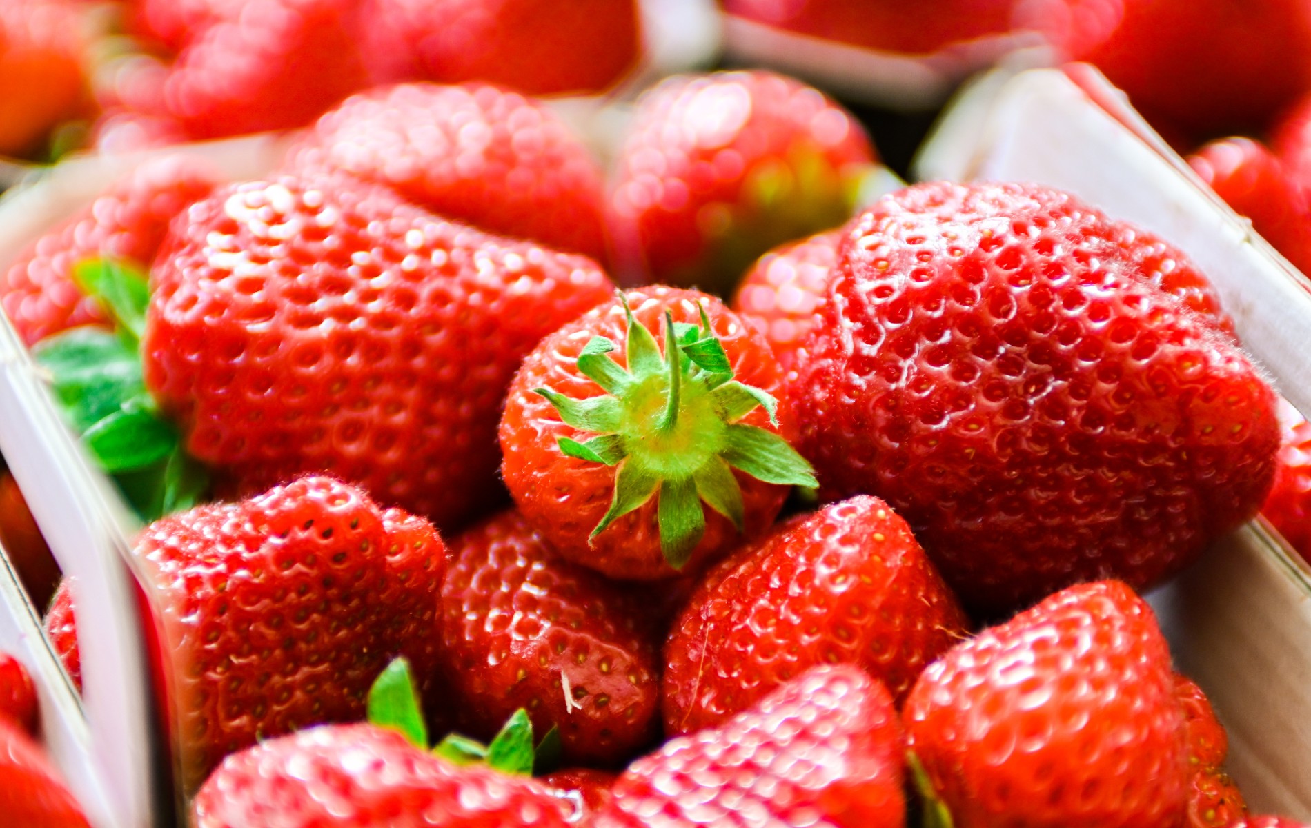 La fraise Label rouge séduit de plus en plus de producteurs