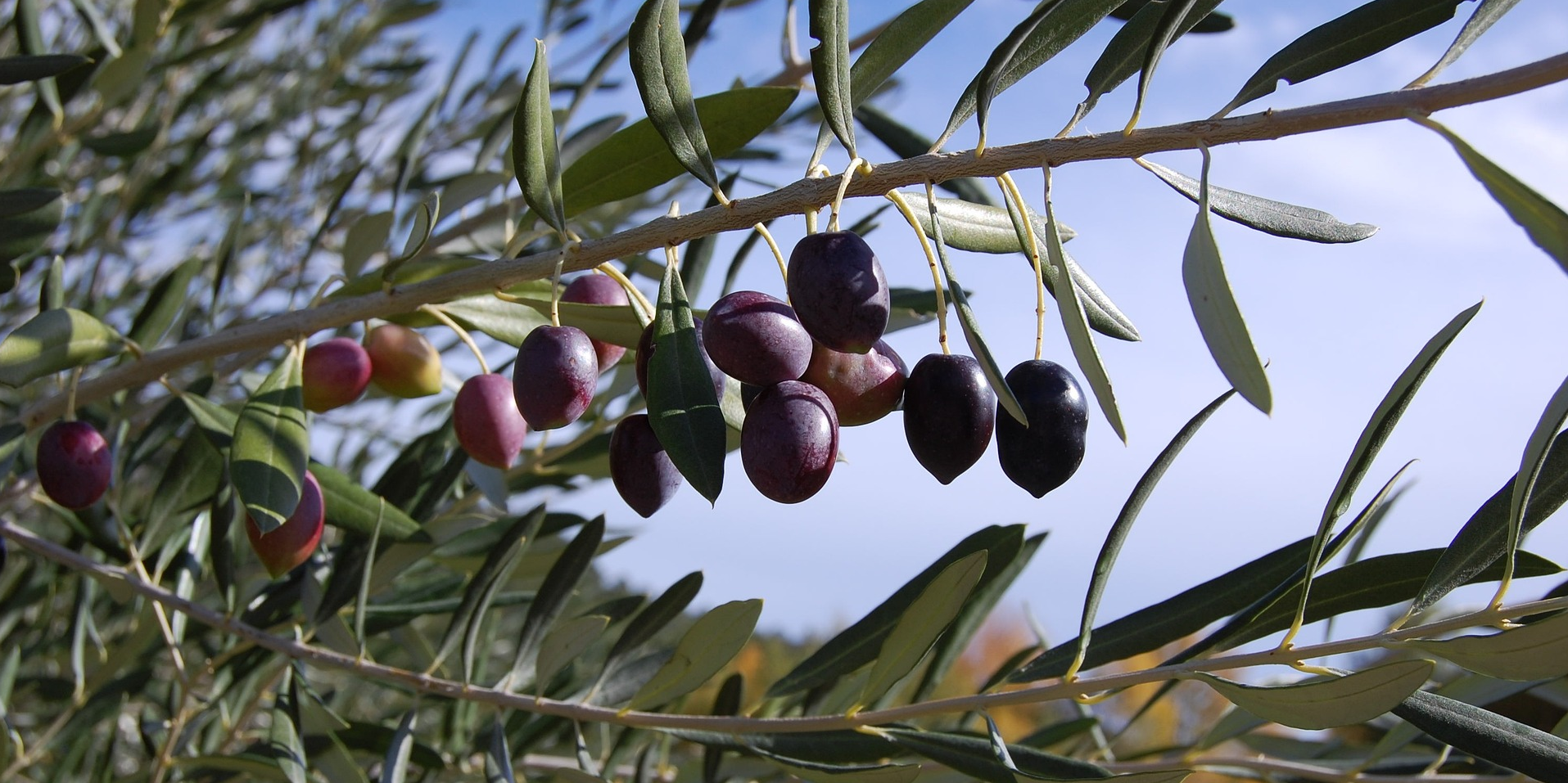 Troquer les vignes contre des oliviers, une réponse à la surproduction dans le Bordelais ?