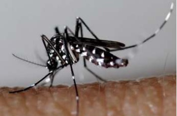 95 milliards de dollars en 45 ans : les coûts économiques gigantesques des moustiques