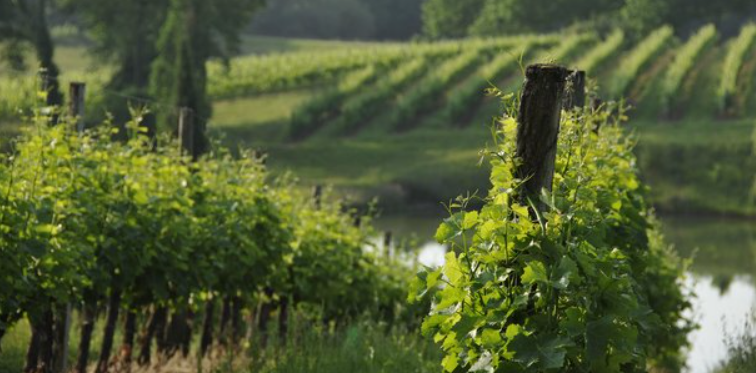 Eau de pluie : comment favoriser sa récupération par les vignes ?